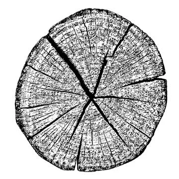 Wood texture cross section of tree rings Stock Illustration