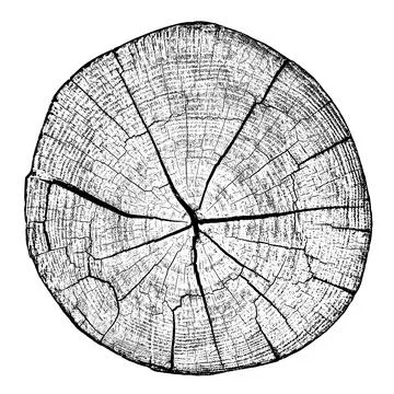 Wood texture cross section of tree rings 스톡 일러스트