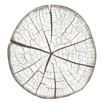 Wood texture cross section of tree rings Stock Illustration