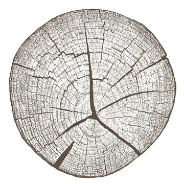 Wood texture cross section of tree rings イラスト素材