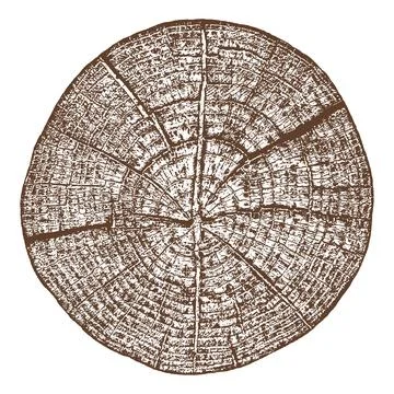 Wood texture cross section of tree rings Stock Illustration