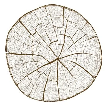 Wood texture cross section of tree rings Stock Illustration