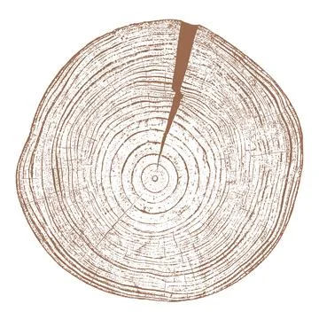 Wood texture cross section of tree rings Stock Illustration