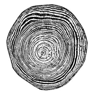 Wood texture cross section of tree rings 스톡 일러스트