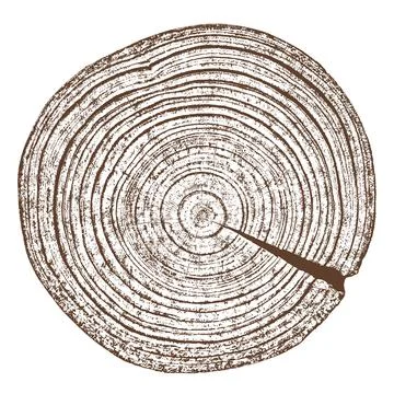 Wood texture cross section of tree rings Stock Illustration