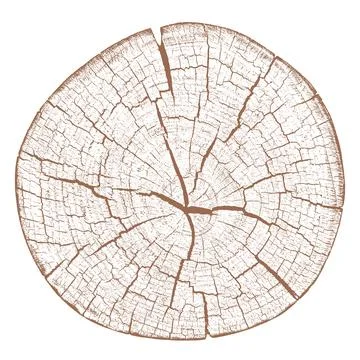 Wood texture cross section of tree rings Stock-Illustration