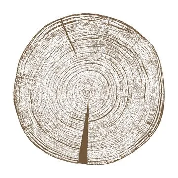 Wood texture cross section of tree rings 스톡 일러스트