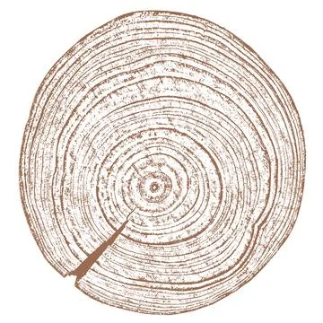 Wood texture cross section of tree rings Stock Illustration
