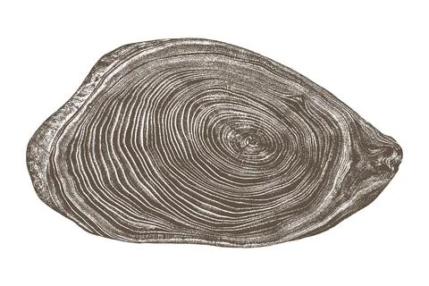Wood texture cross section of tree rings Illustrazione stock