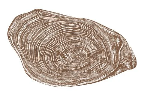 Wood texture cross section of tree rings Stockillustratie
