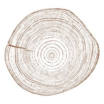 Wood texture cross section of tree rings Stockillustratie