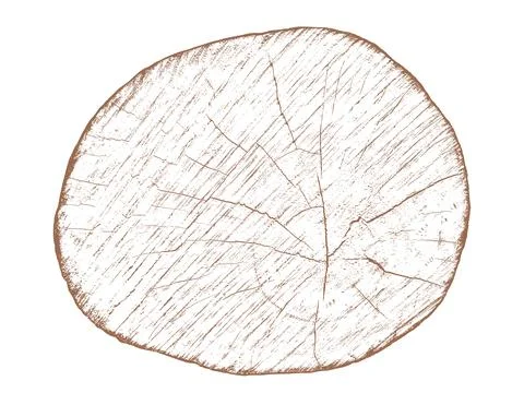 Wood texture cross section of tree rings Stockillustratie