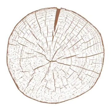 Wood texture cross section of tree rings Stock Illustration