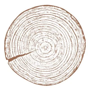 Wood texture cross section of tree rings イラスト素材