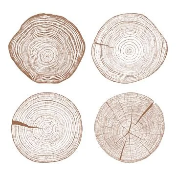 Wood texture cross section of tree rings Stock Illustration