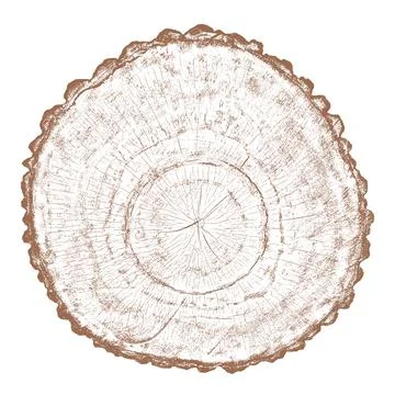 Wood texture cross section of tree rings Stock Illustration