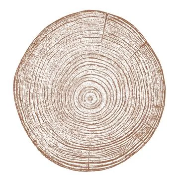Wood texture cross section of tree rings Stock Illustration