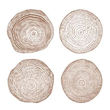 Wood texture cross section of tree rings 스톡 일러스트