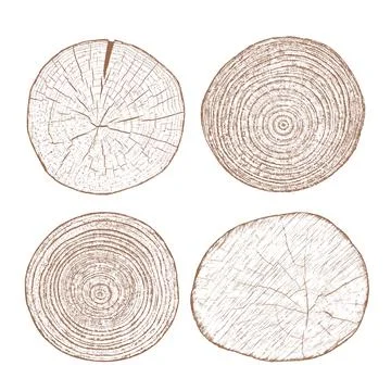 Wood texture cross section of tree rings Stock Illustration