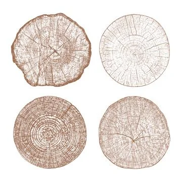 Wood texture cross section of tree rings 스톡 일러스트