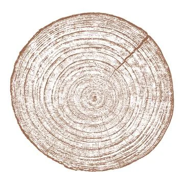 Wood texture cross section of tree rings Illustrazione stock