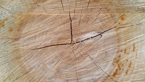 Wood texture. Cross section of a tree. Vintage wood background with cracks Foto stock