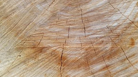 Wood texture. Cross section of a tree. Vintage wood background with cracks Stock Photos