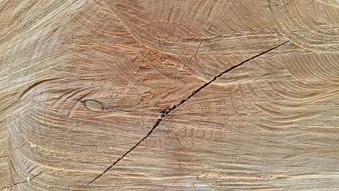 Wood texture. Cross section of a tree. Vintage wood background with cracks Foto stock