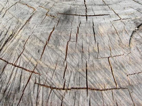 Wood texture of cut pine tree trunk Stock Photos