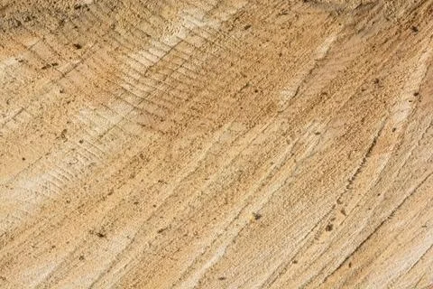 Wood texture of cut tree Stock Photos