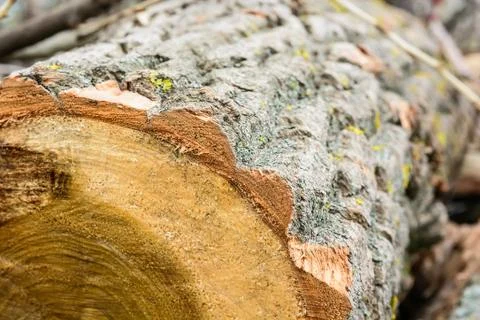 Wood texture of cut tree Stock-Fotos