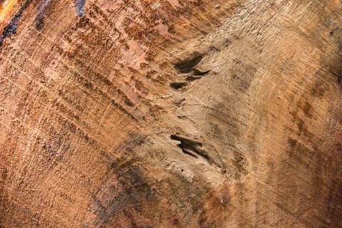 Wood texture of cut tree trunk close-up Stock Photos