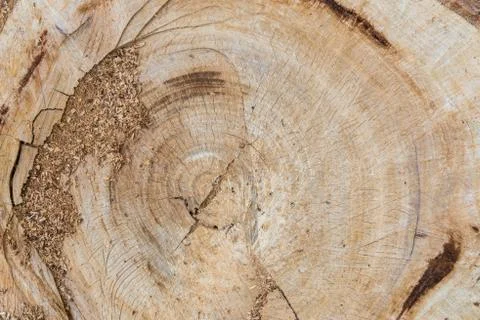 Wood texture of cut tree trunk Stock Photos