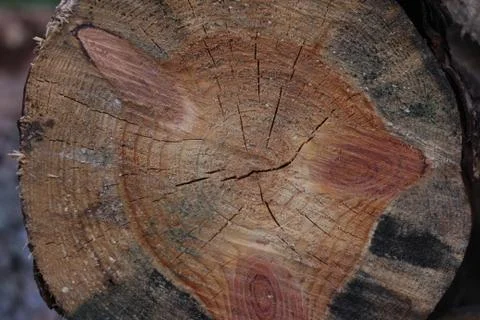 Wood Texture Of Cut Tree Trunk Stock Photos