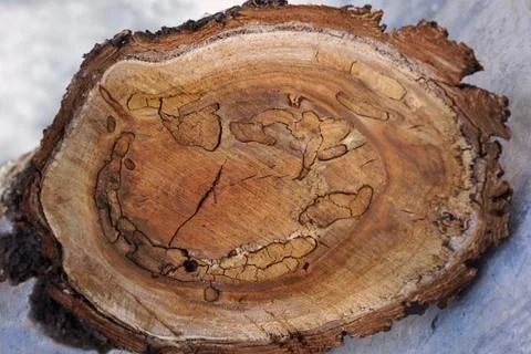 Wood texture of cut tree trunk, close-up 写真素材