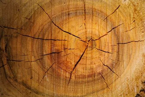 Wood texture of cut tree trunk, close-up Foto stock