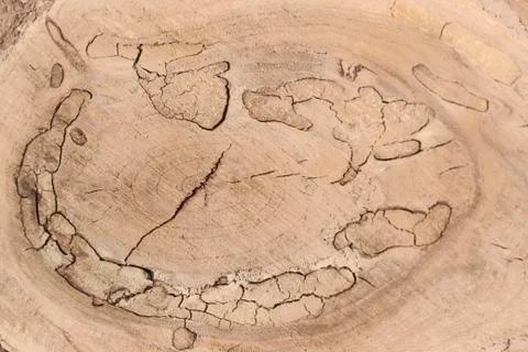 Wood texture of cut tree trunk, close-up Stock Photos