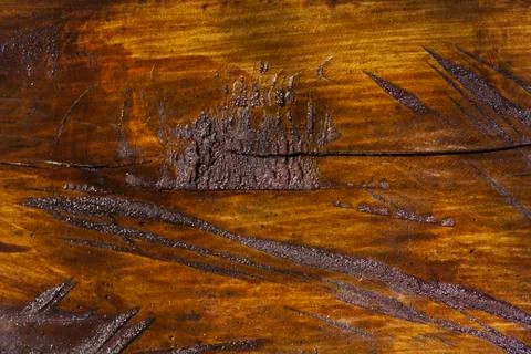 Wood texture of cut tree trunk, close-up Stock Photos