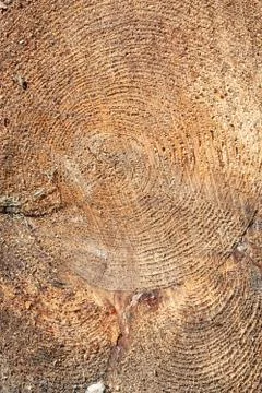 Wood texture of cut tree trunk, close-up Stock Photos