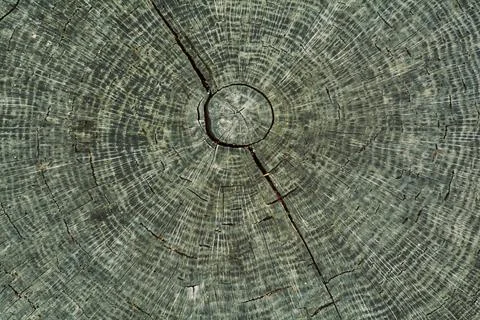 Wood texture of a cut tree, trunk rings Stock Photos