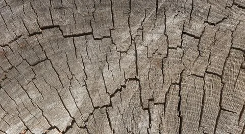 Wood texture cut tree trunk background Stock Photos