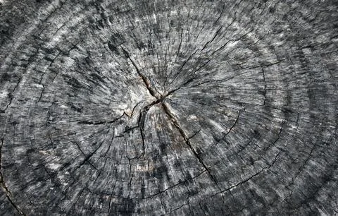 Wood texture of cut tree trunk Stock Photos