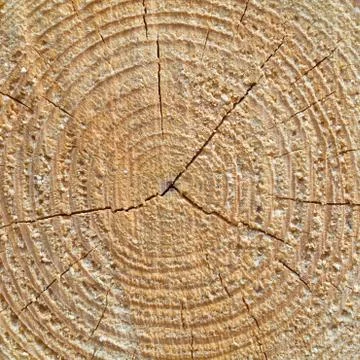 Wood texture of cutted tree trunk, close-up Stock Photos