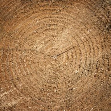 Wood texture of cutted tree trunk, close-up Stock Photos