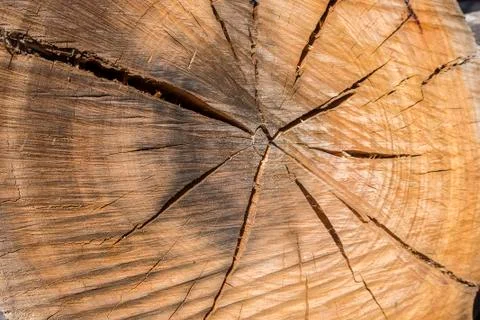 Wood texture of cutted tree trunk Stock Photos