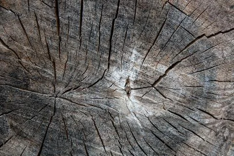 Wood texture of cutted tree trunk. Moss and fungus growing on the old tree. Stock Photos