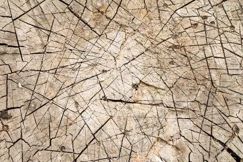 Wood texture of cutted tree trunk, closeup Stock Photos