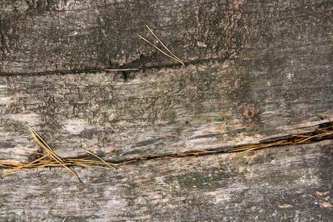 Wood texture of cutted tree trunk. Moss and fungus growing on the old tree. Stock Photos