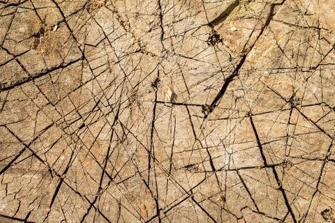 Wood texture of cutted tree trunk, closeup Stock Photos