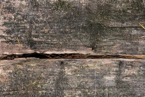 Wood texture of cutted tree trunk. Moss and fungus growing on the old tree. Stock Photos
